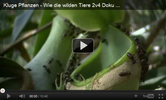 'Kluge Pflanzen' (Film von Volker Arzt) auf Youtube